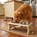 Chó Golden Retriever ăn bằng bát ăn nâng cao Petco Global trong bếp